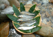鮎