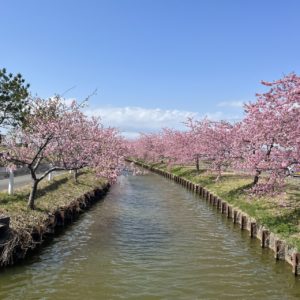 笠松河津桜ロード　（松阪市笠松町）