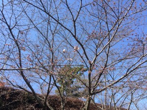 松坂城跡桜IMG_1825