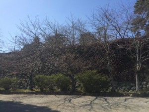 松坂城跡桜 IMG_1824
