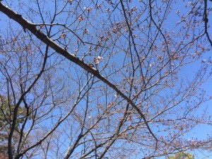 松坂城跡桜IMG_1827