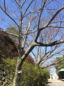 松坂城跡桜IMG_1829