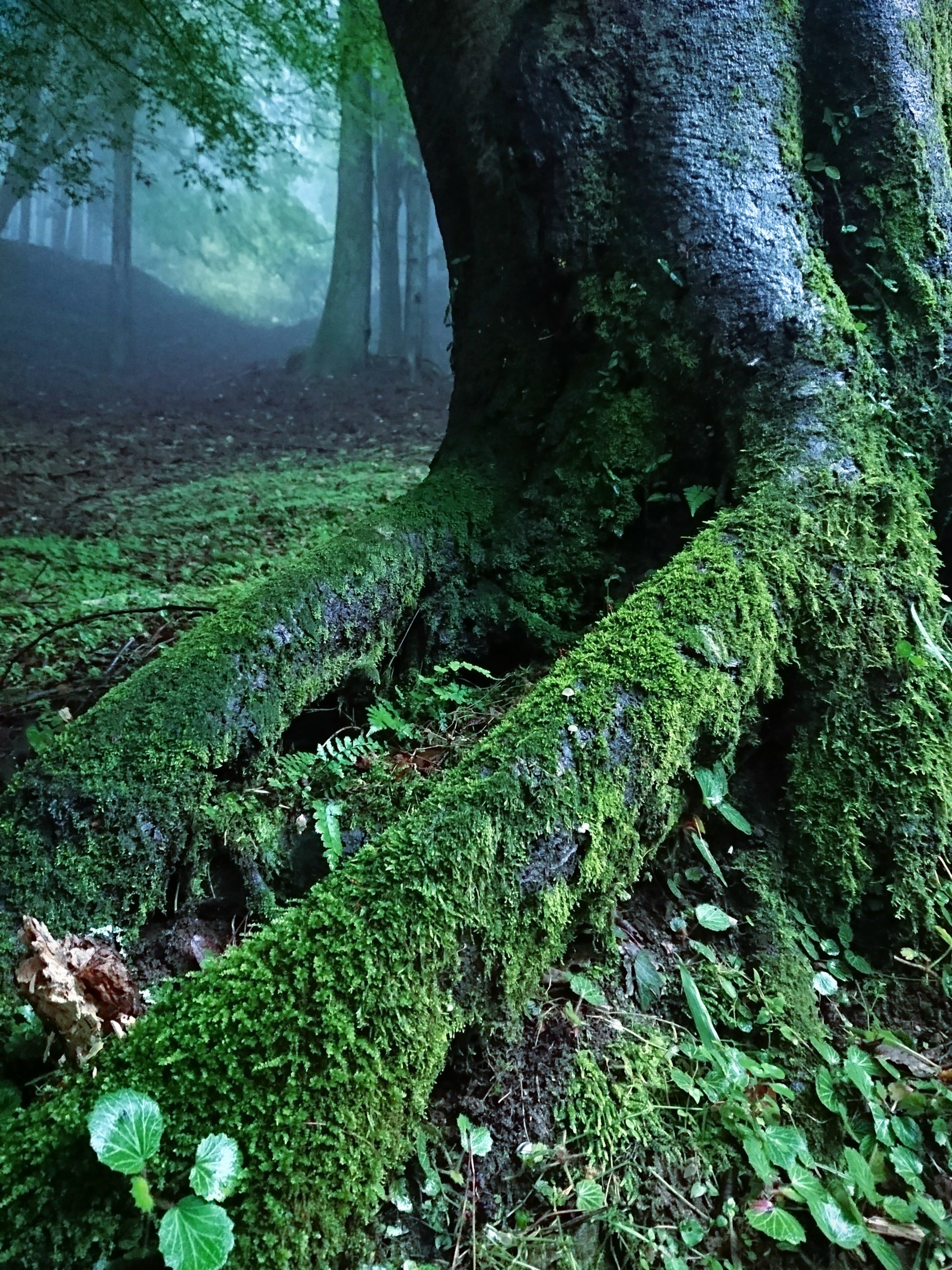 【松阪フォトコンテスト2019】　入賞者発表！！作品展示は2020年1月31日（金）まで