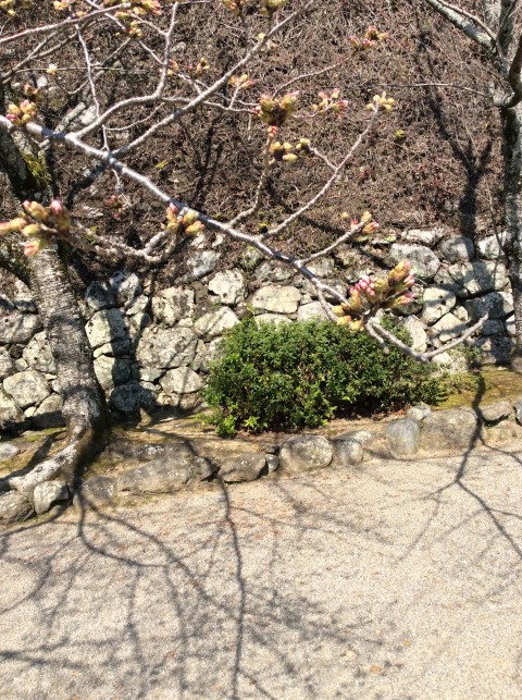 桜開花状況【令和2年3月23日現在】