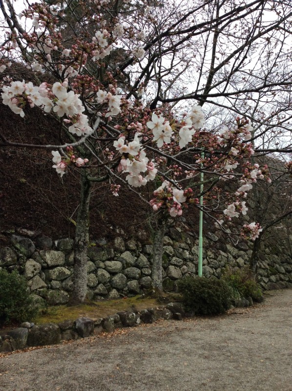 松阪市内　桜の開花状況【令和2年3月27日現在】