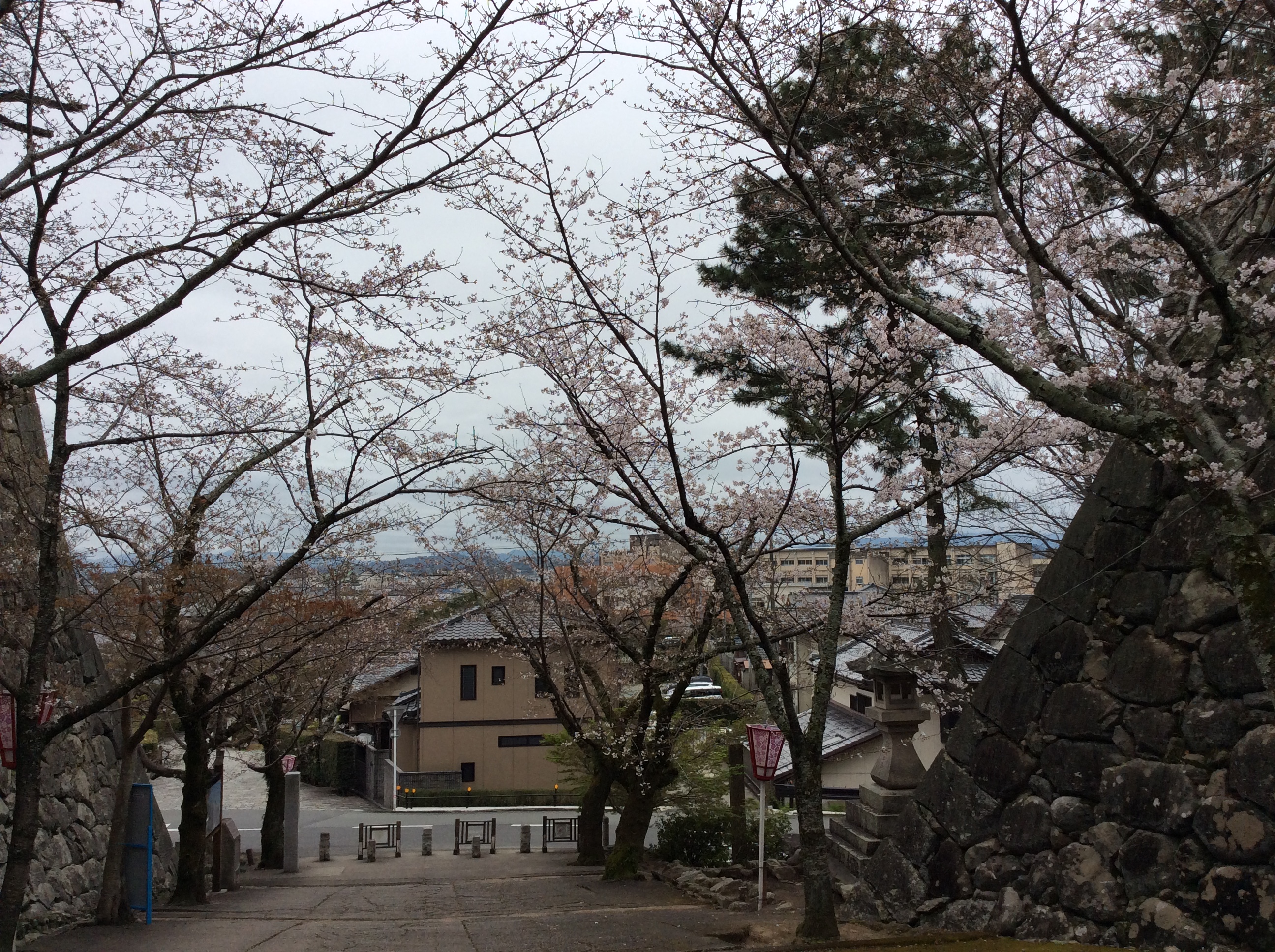松阪市内　桜開花状況【令和2年3月30日現在】