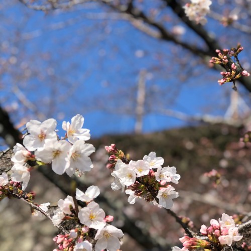 桜開花状況【令和2年3月26日現在】