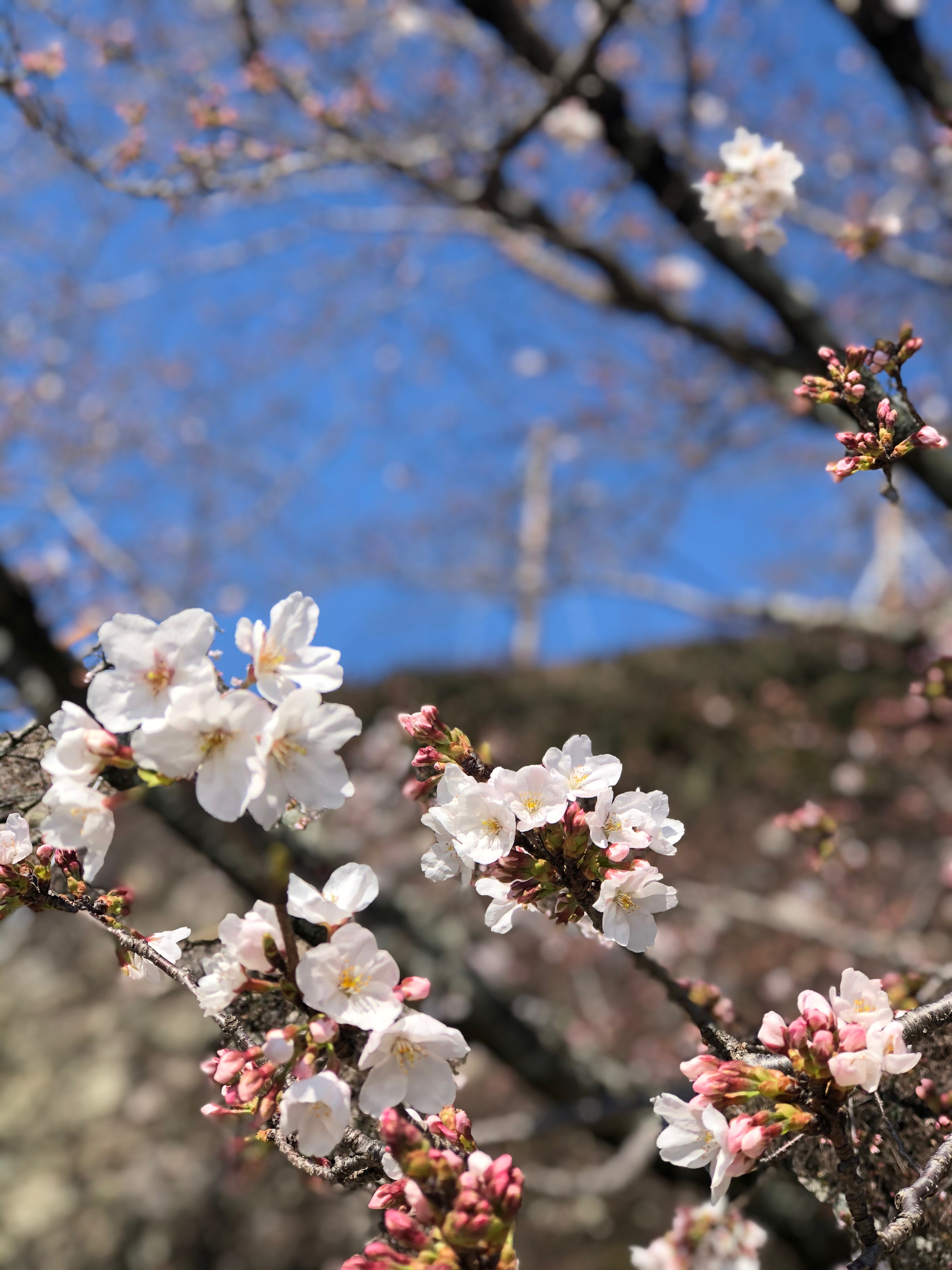 桜開花状況【令和2年3月26日現在】