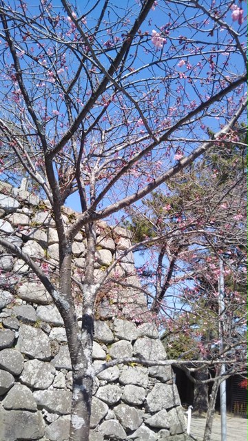 桜開花状況　【令和2年3月14日現在】