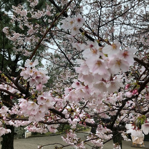 松阪市内　桜開花状況【令和2年3月31日現在】