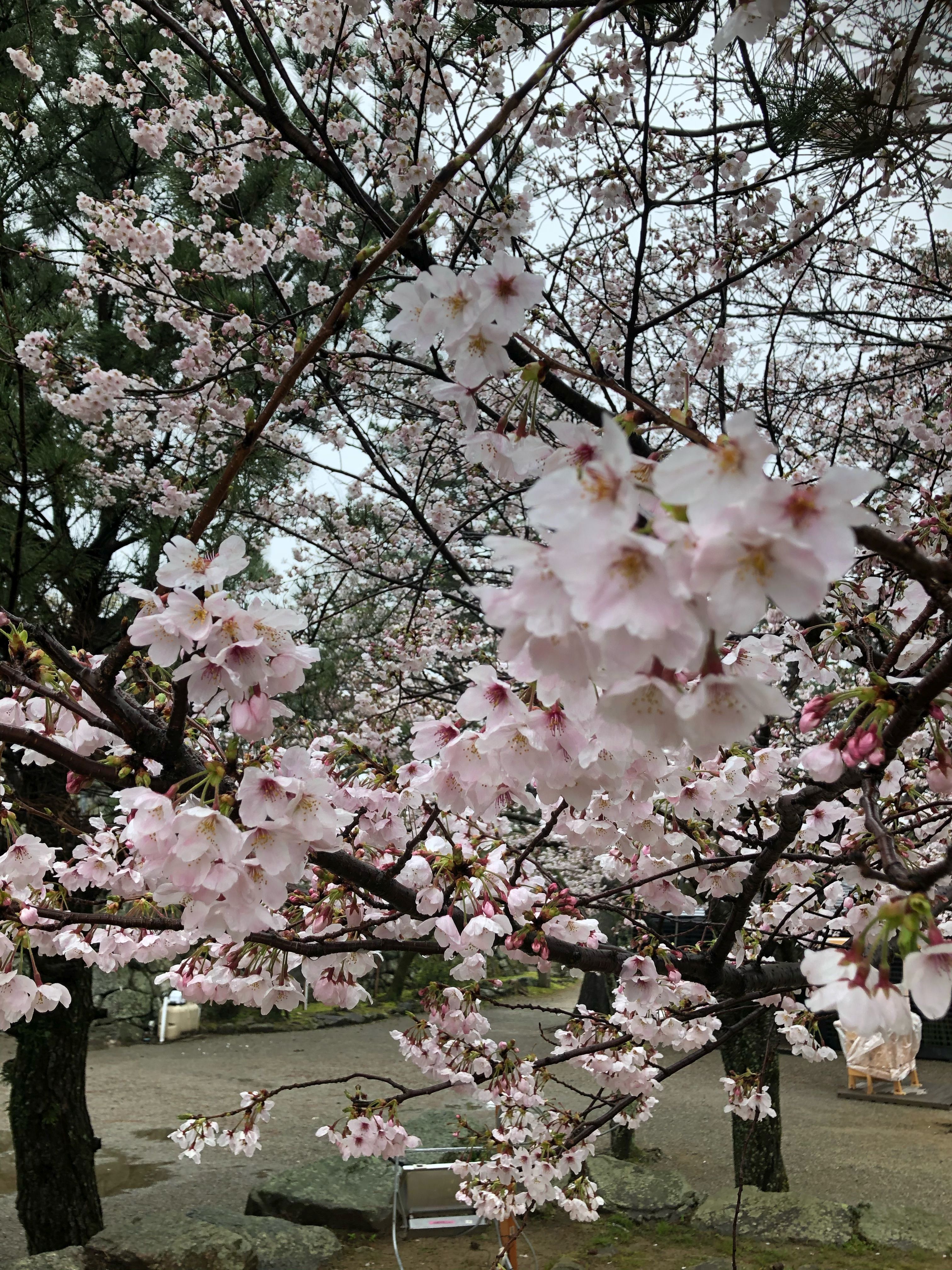 松阪市内　桜開花状況【令和2年3月31日現在】