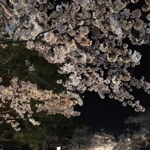夜桜20200404(1)