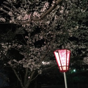 夜桜3