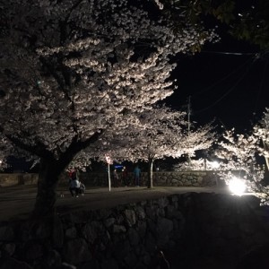 夜桜20200404 (3)