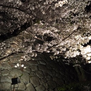 夜桜20200404(4)