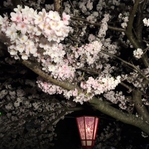 夜桜20200404 (2)