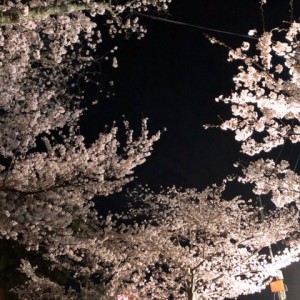 夜桜2