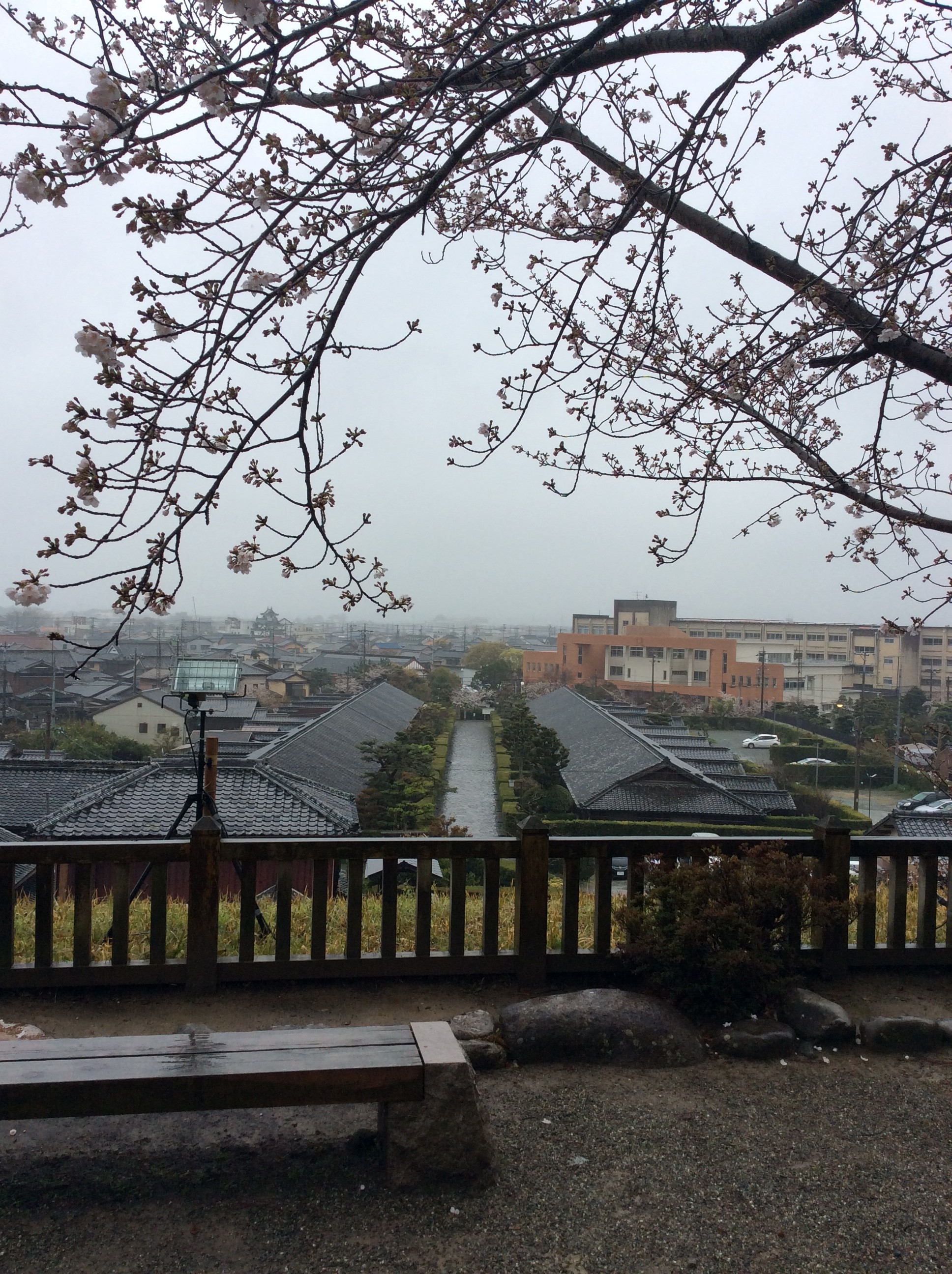 松阪市内　桜開花状況【令和2年4月1日現在】