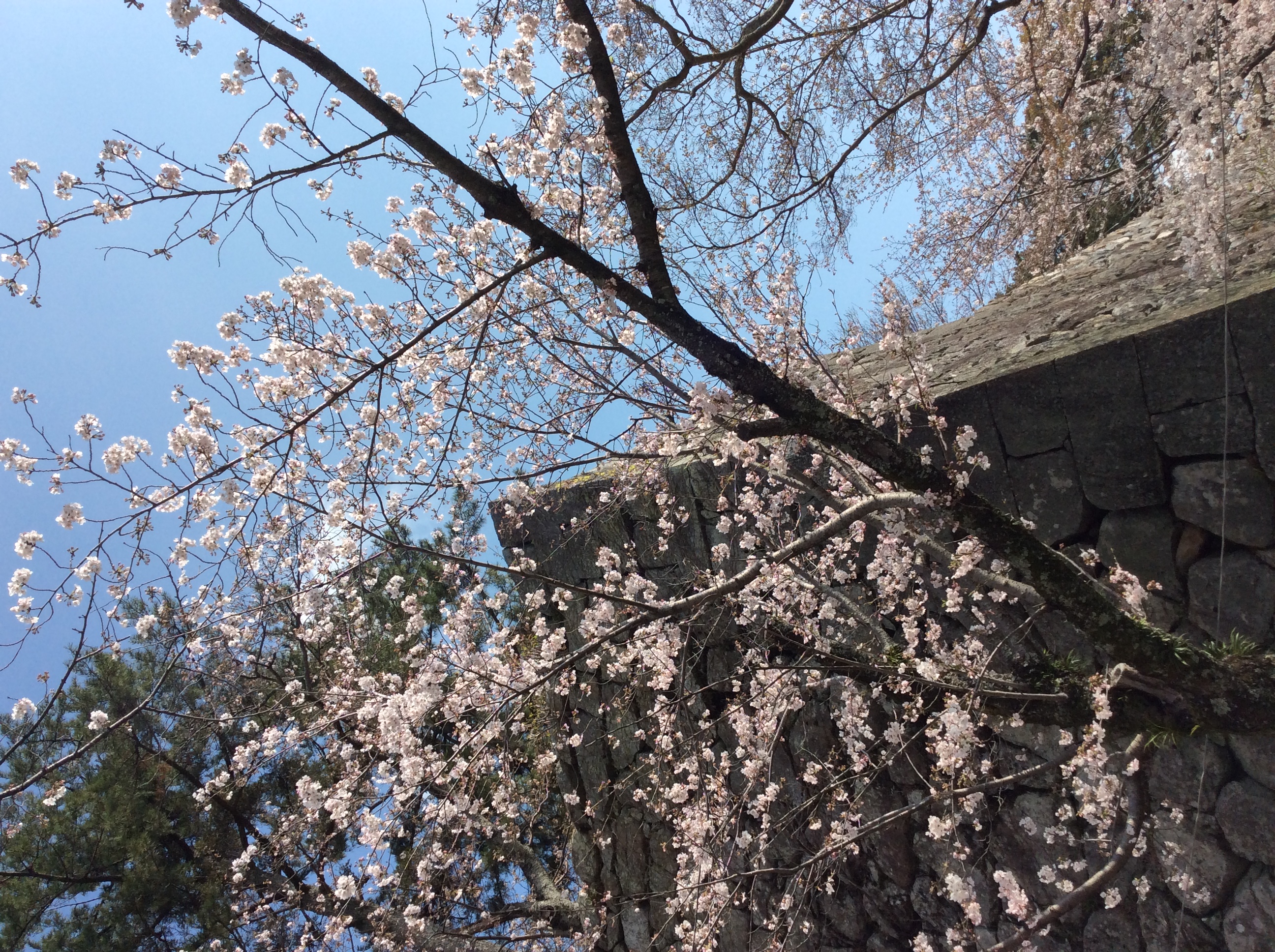 松阪市内　桜開花状況【令和2年4月2日現在】