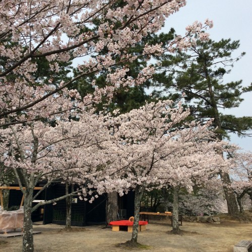 松阪市内　桜開花状況【令和2年4月3日現在】