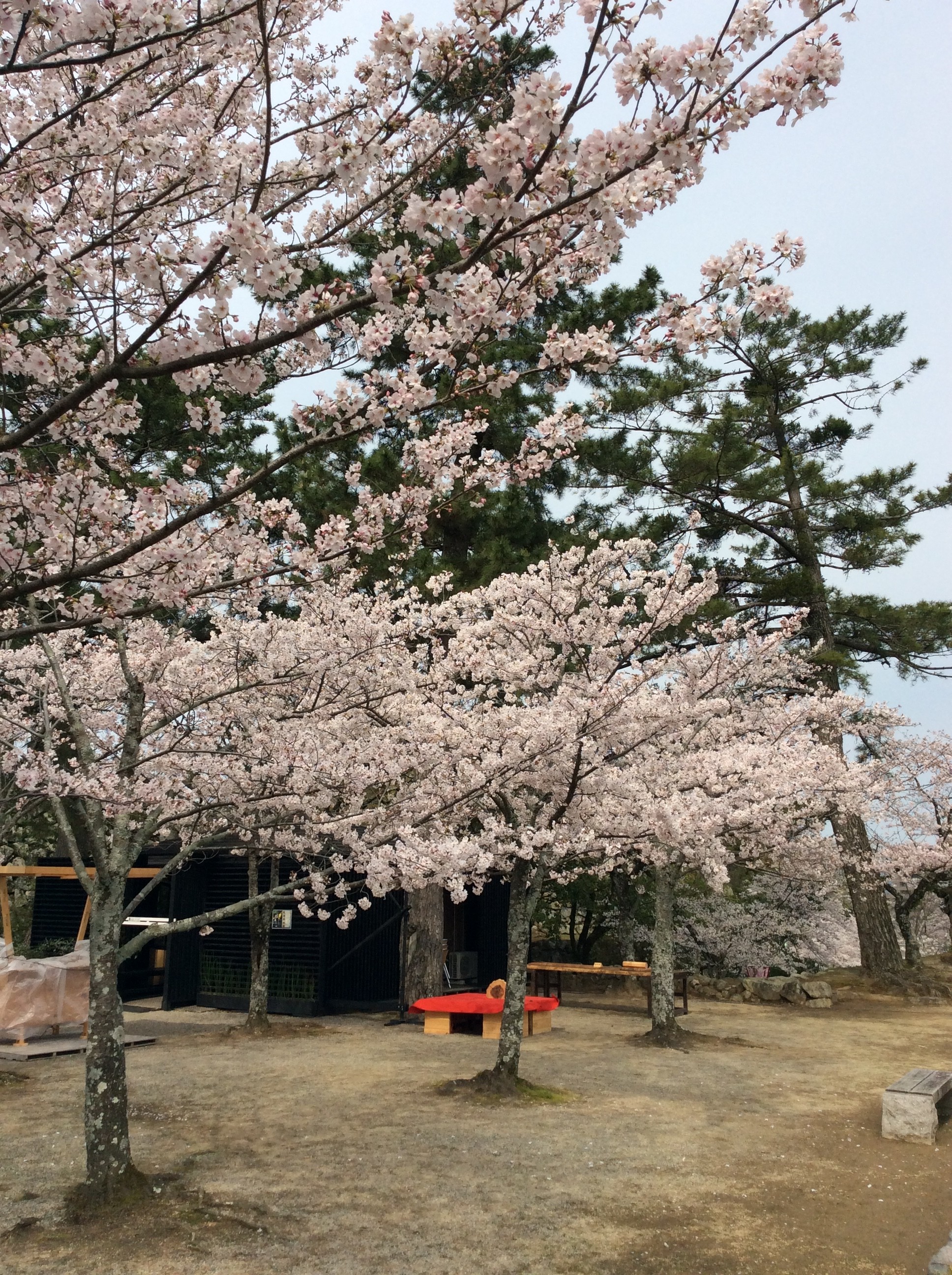 松阪市内　桜開花状況【令和2年4月3日現在】