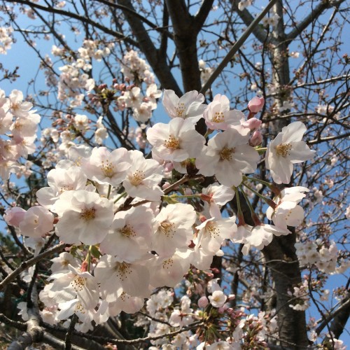 松阪市内　桜開花状況【令和2年4月4日現在】