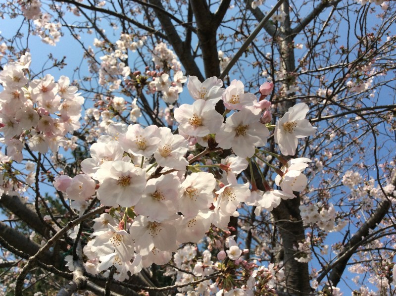 松阪市内　桜開花状況【令和2年4月4日現在】