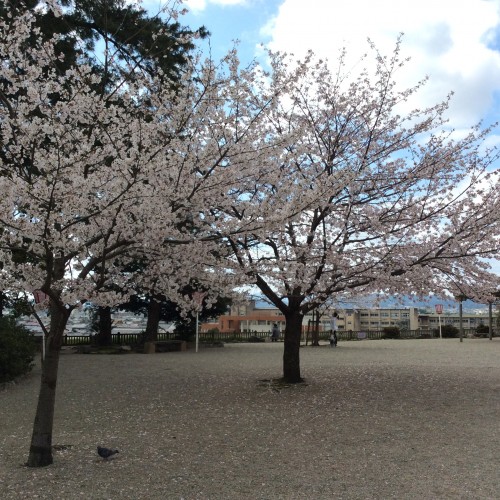 松阪市内　桜開花状況【令和2年4月5日現在】