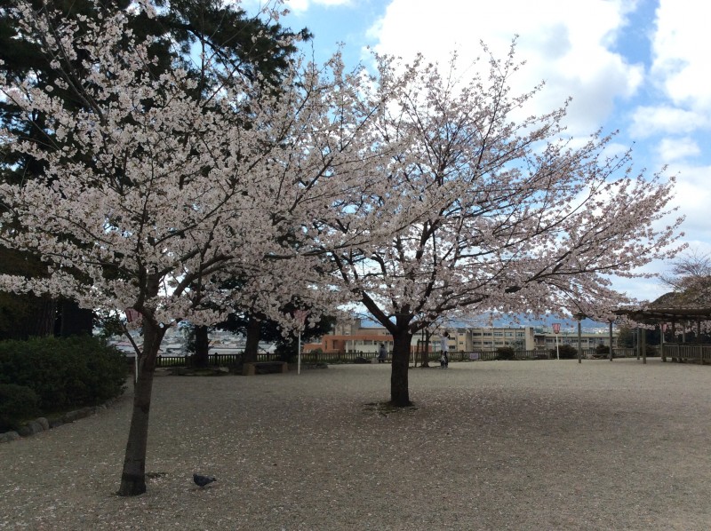 松阪市内　桜開花状況【令和2年4月5日現在】