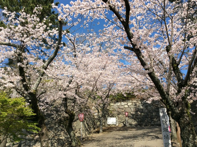 松阪市内　桜開花状況【令和2年4月6日現在】