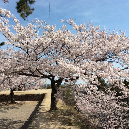 松阪市内　桜開花状況【令和2年4月7日現在】