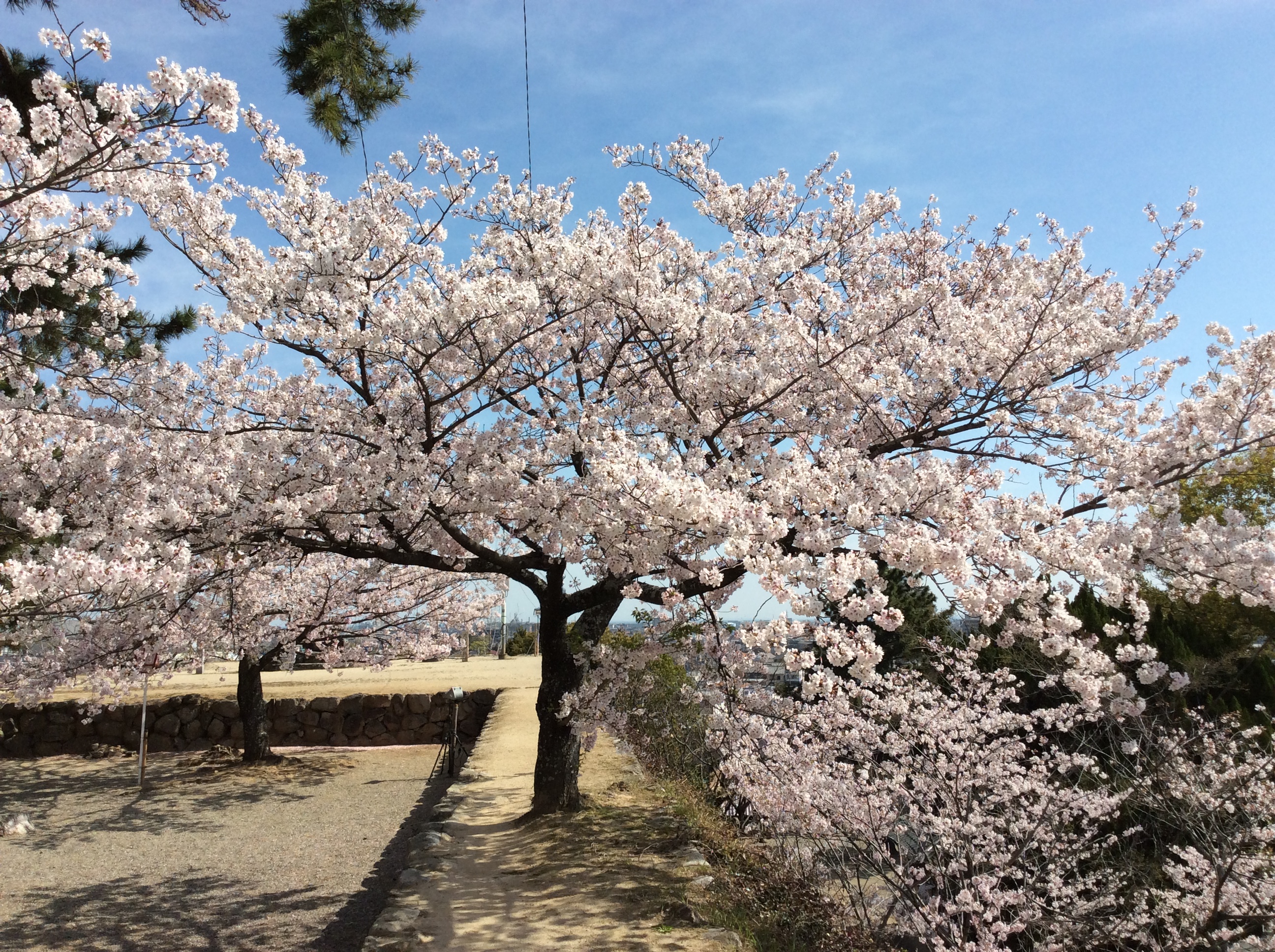 松阪市内　桜開花状況【令和2年4月7日現在】