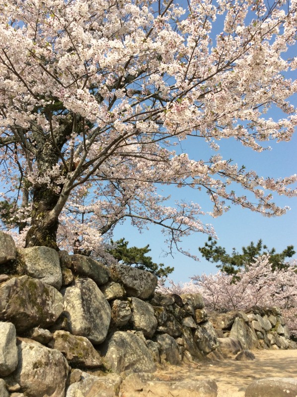 松阪市内　桜開花状況【令和2年4月8日現在】