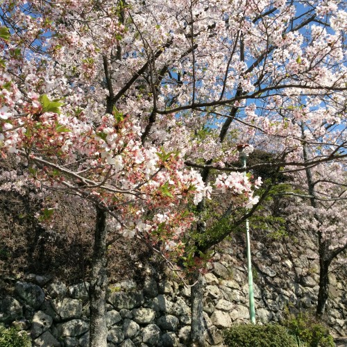 松阪市内　桜開花状況【令和2年4月9日現在】