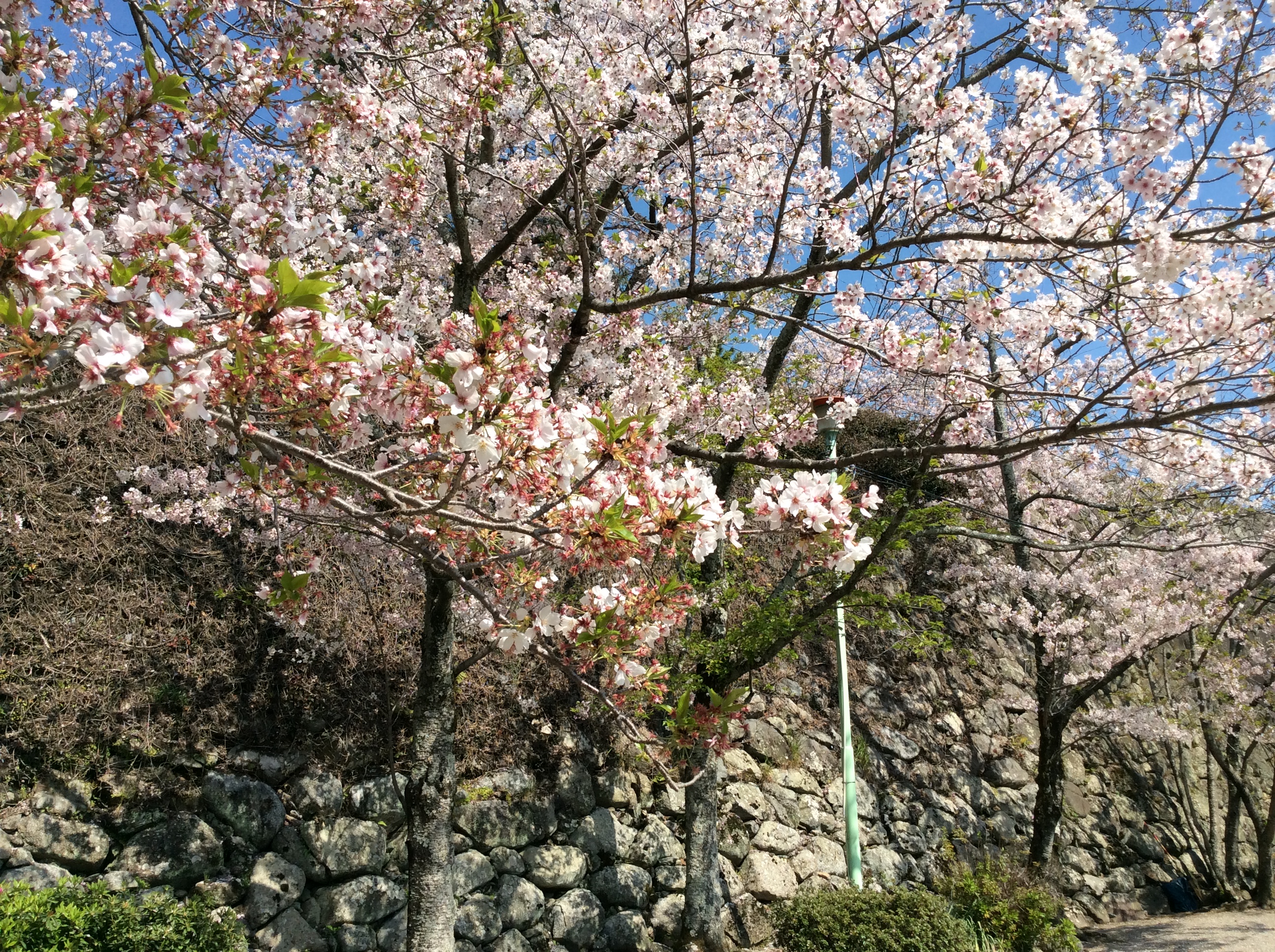 松阪市内　桜開花状況【令和2年4月9日現在】