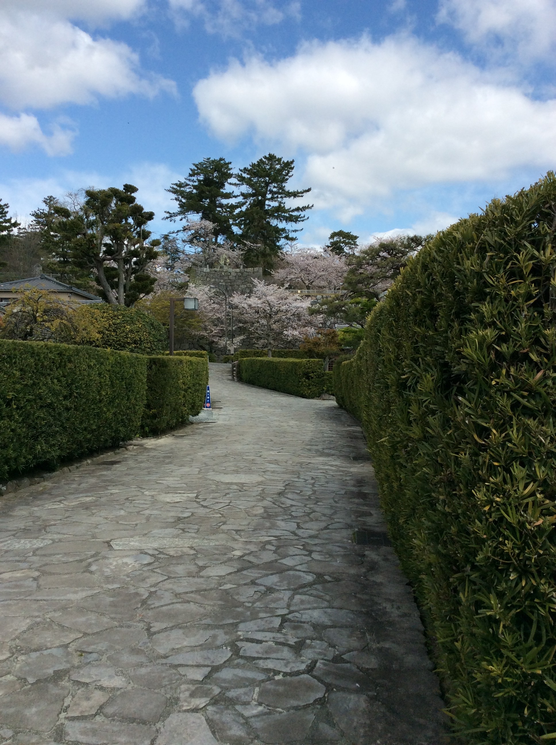 松阪市内　桜開花状況【令和2年4月10日現在】