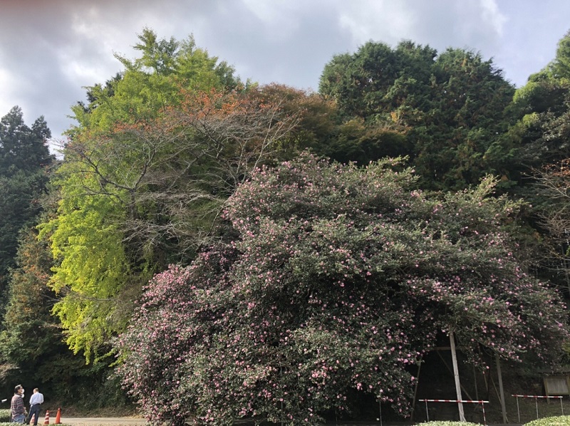 サザンカ・イチョウ