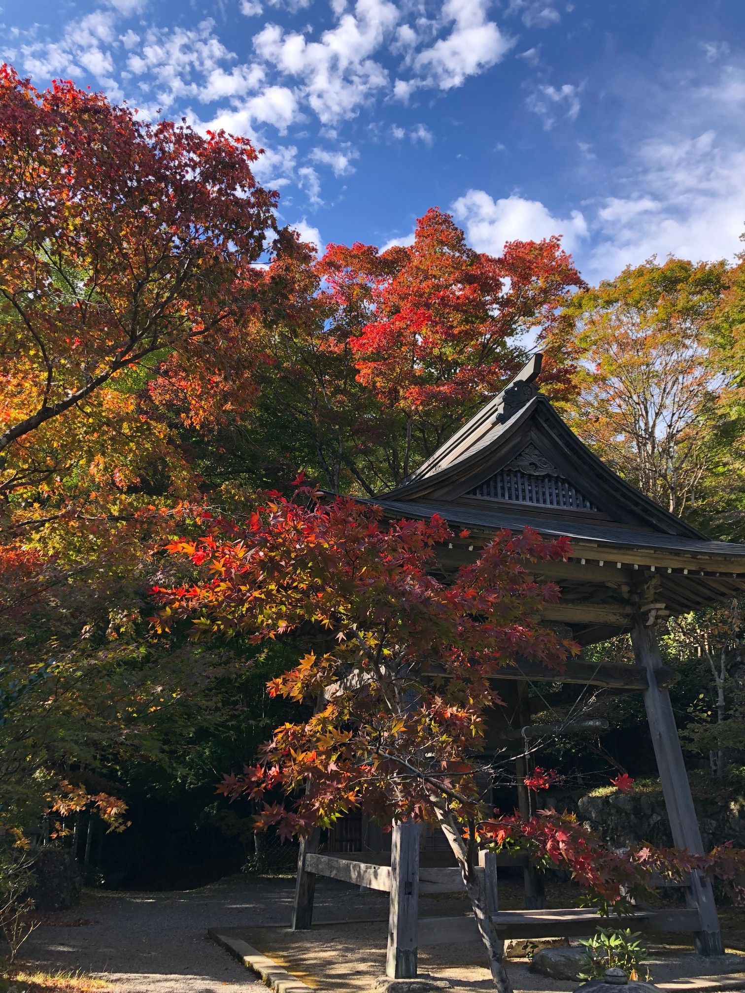 飯高町　泰運寺　紅葉状況