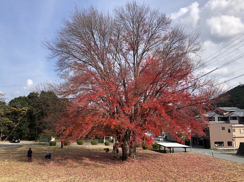 飯南町　ハナノキ　紅葉状況　2020/11/16