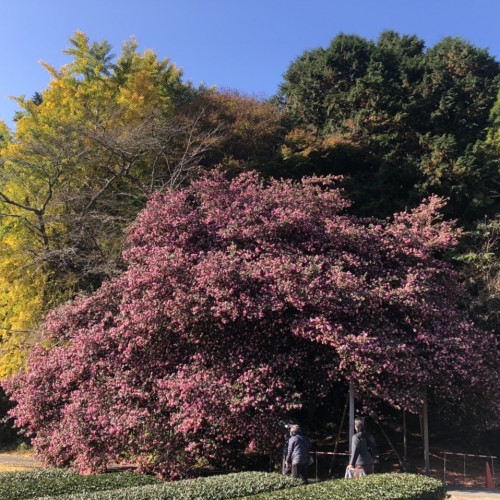 飯南町粥見　サザンカの大木　開花状況　2020/11/25