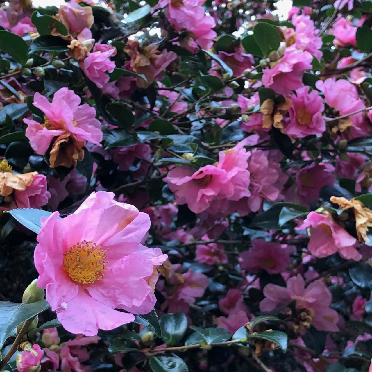 飯南町粥見　サザンカの大木　開花状況　2020/11/20