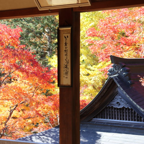 飯高町　泰運寺の紅葉状況　2020/11/20