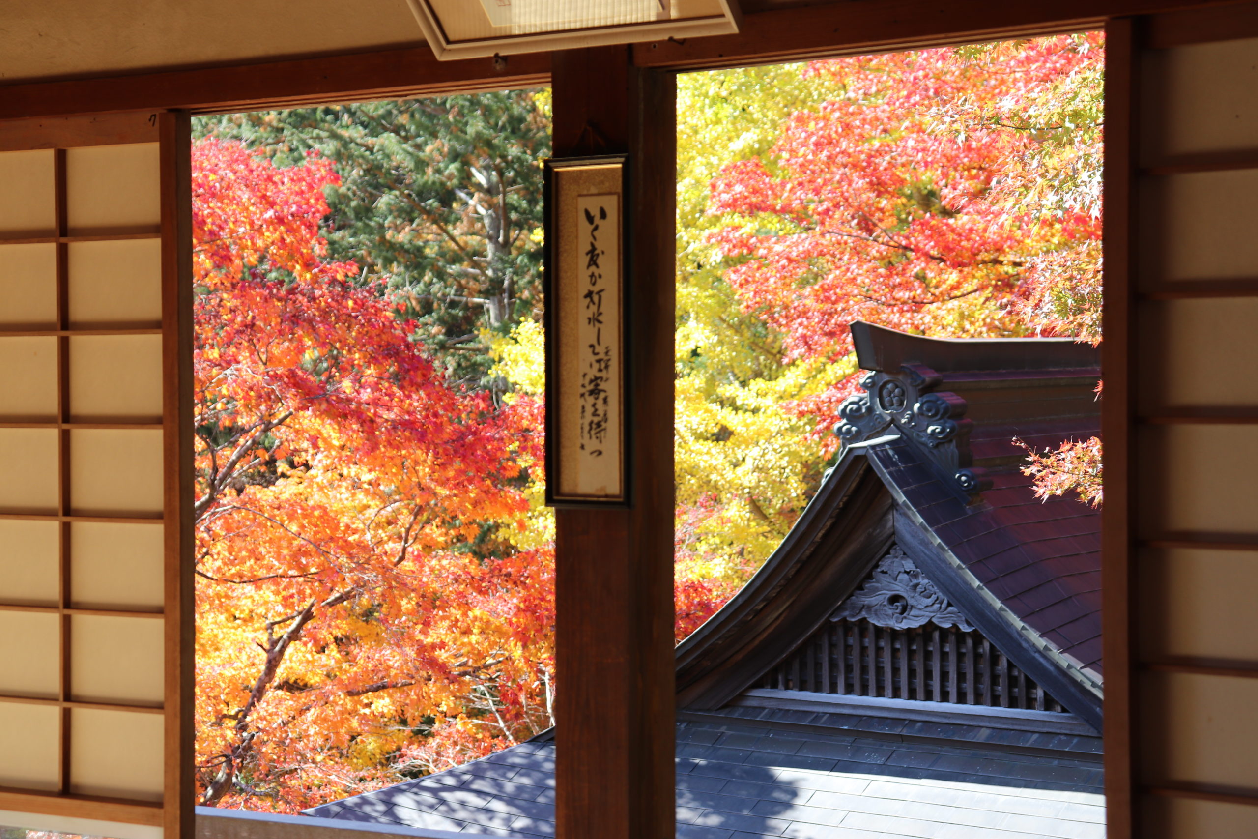 飯高町　泰運寺の紅葉状況　2020/11/20