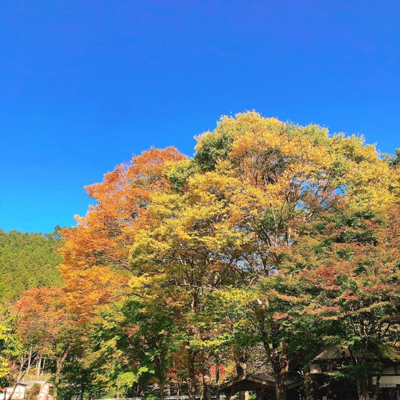 波瀬植物園周辺紅葉 (4)