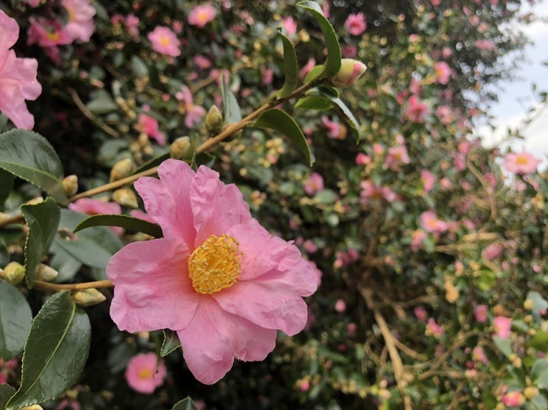 サザンカの花々