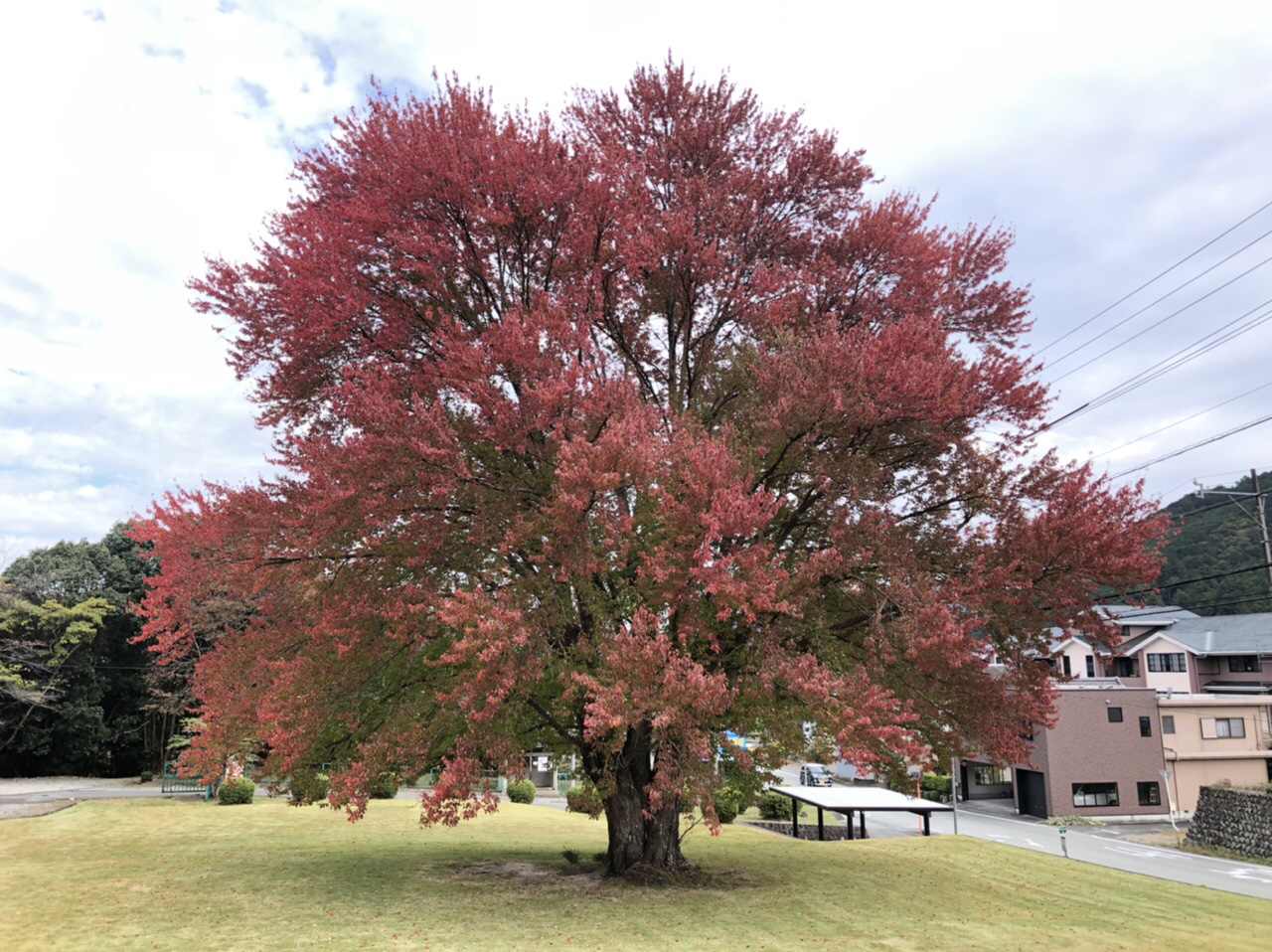 飯南町　ハナノキ　紅葉状況