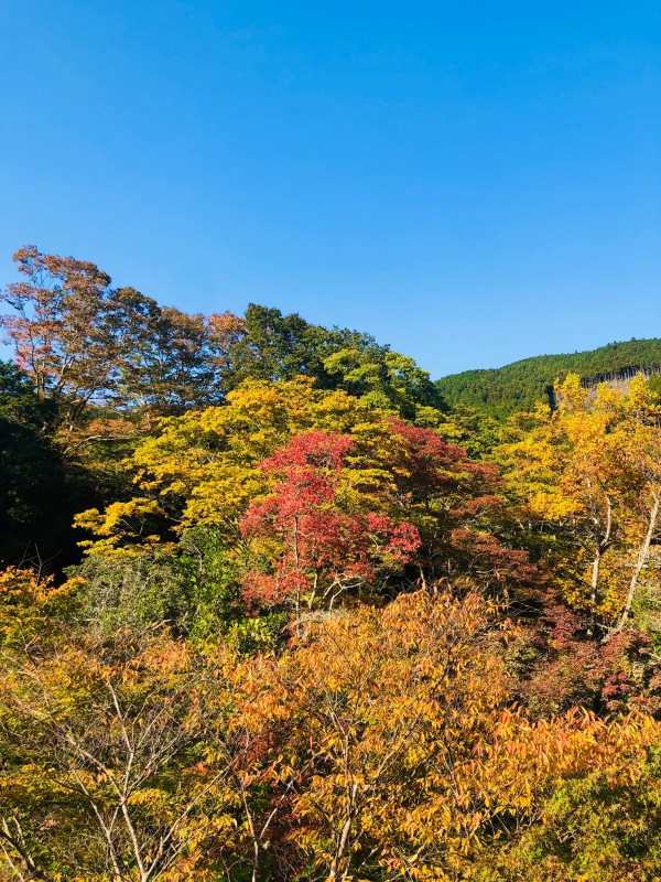 波瀬植物園周辺紅葉 (3)