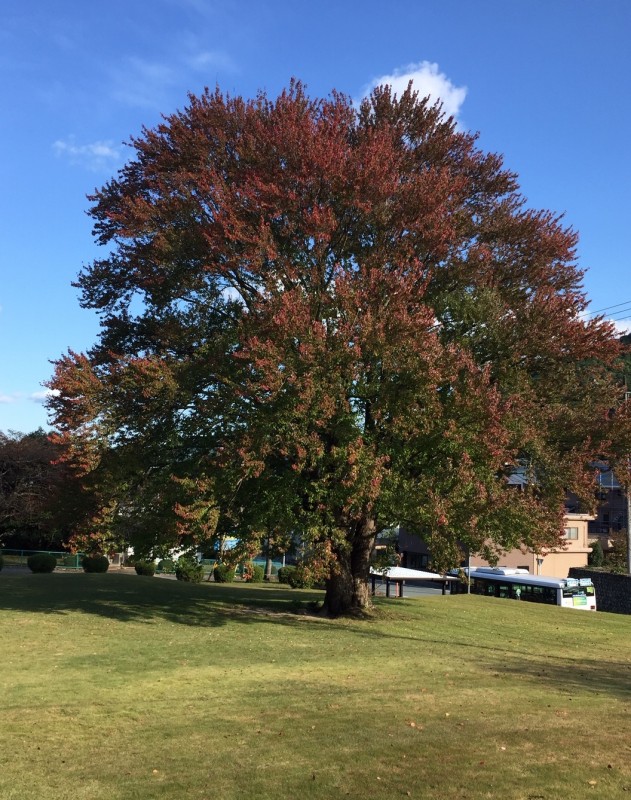 飯南町　ハナノキ　紅葉状況