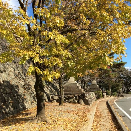 松坂城跡(松阪公園)　紅葉状況　2020/11/21
