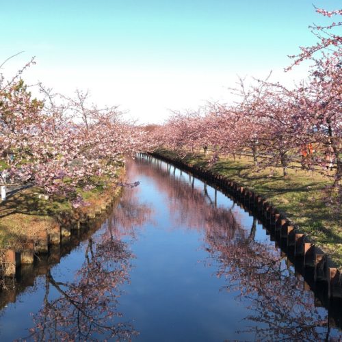 2021年2月25日(木)　笠松　河津桜開花状況　